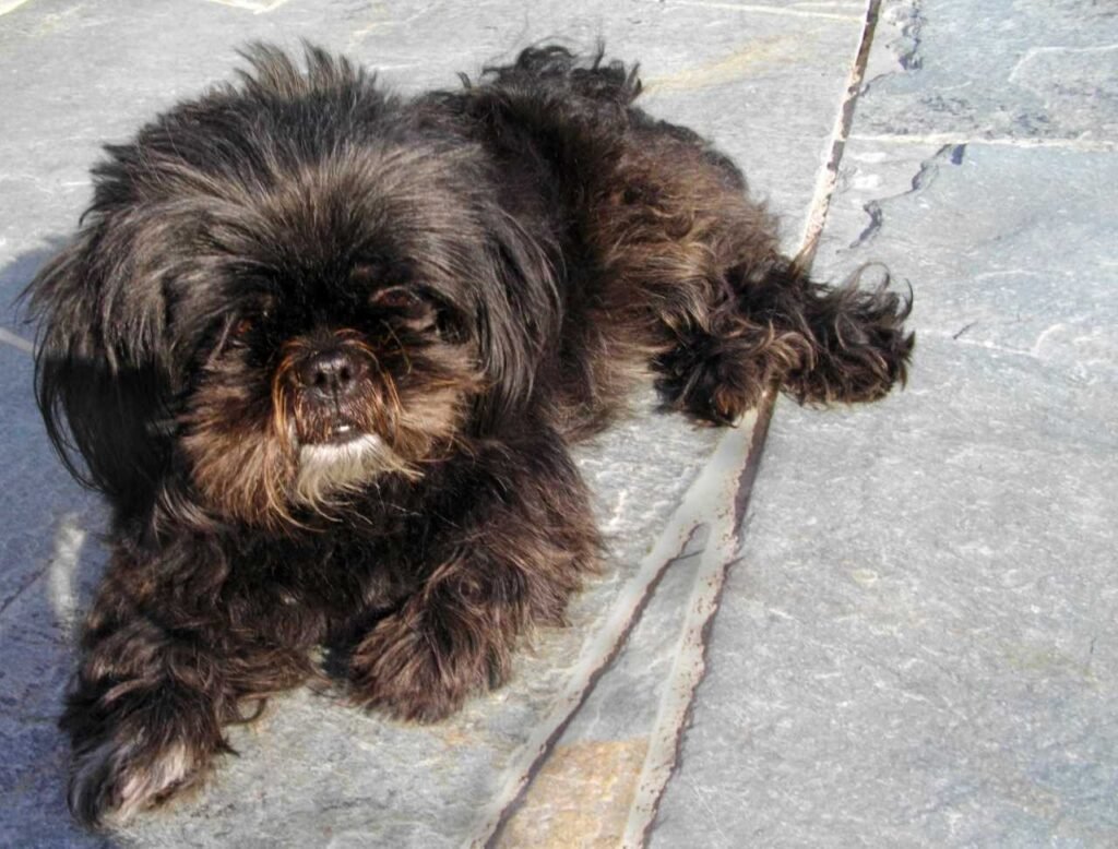 Small Dog, Black Shih-Tzu and Tibetan Spaniel Mixed Breed. Illusration for Trimming Small Dog's Nails article by trimmingdogsnails.com