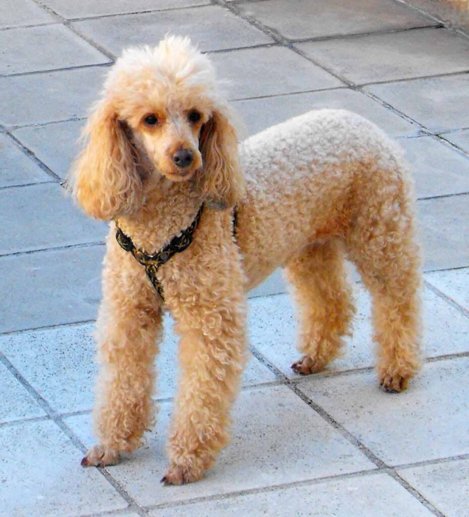 Apricot Mini Poodle