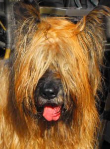 What to do about matted dog hair? Illustrated with photo of Briard dog with matted hair.