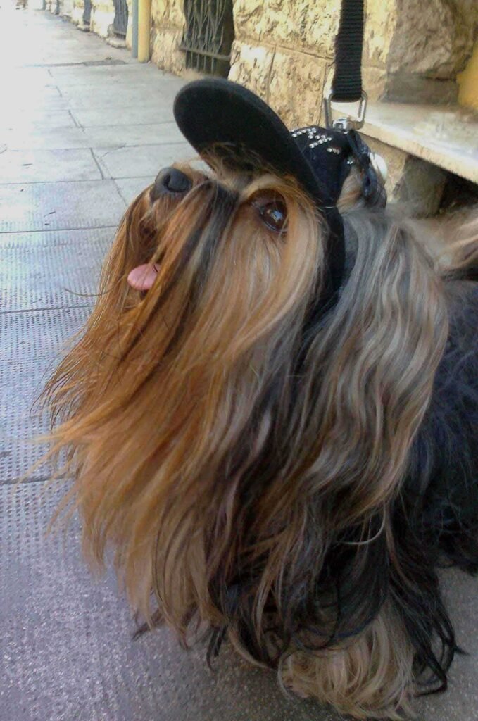 Brushing your dog's teeth at home - Yorkshire Terrier